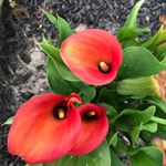 Profile Picture of Donna Corazza (@donnacorazza) on Instagram