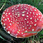 Jane Hsu - Instagram Profile Picture of Jane Hsu (@hsuhuichen) on Instagram