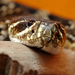 Guilliamsfamily - Flickr Profile Picture of Guilliamsfamily (@guilliamsfamily) on Flickr