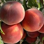 Profile Picture of کشاورزی باغداری (@azarbaijan.shendabad) on Instagram