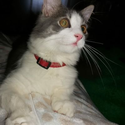 Profile Picture of Tudor Paula (@TudorPaula1) on Twitter