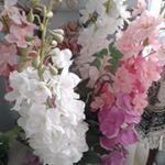 Mahmood ghazizadeh - Instagram Profile Picture of Mahmood ghazizadeh (@mahmoodghazizadeh) on Instagram