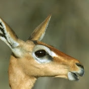 Profile Picture of Naseer Ashraf (@nfrancoisa) on Youtube