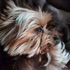 Profile Picture of Dávid Pap (@@cukibogyo2) on Tiktok