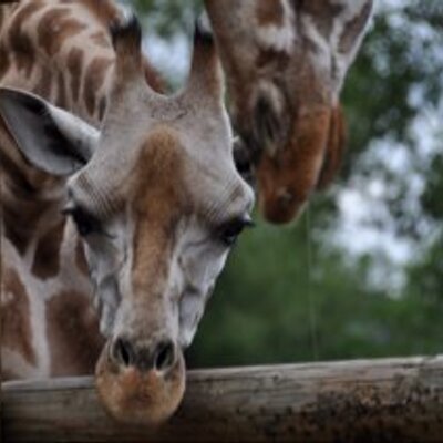 Profile Picture of Deborah Pepper (@Pepsypot) on Twitter