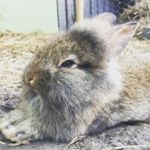 Profile Picture of Nathaniel Mendonca (@rabbitsarekindamything) on Instagram