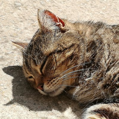 Profile Picture of Punky Brewster (@AngelaPunky) on Twitter