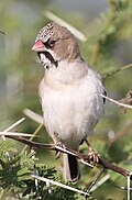 Profile Picture of Scaly-feathered weaveron Wikipedia