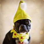 Profile Photo of PeTland (@irpetland) on Instagram