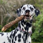 𝐸𝓂𝓂𝒶 🧸 𝒟𝒶𝓁𝓂𝒶𝓉𝒾𝓃𝑒𝓇 🐶 - Instagram Profile Picture of 𝐸𝓂𝓂𝒶 🧸 𝒟𝒶𝓁𝓂𝒶𝓉𝒾𝓃𝑒𝓇 🐶 (@emma_weikinger) on Instagram