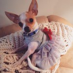 Profile Picture of Scarlett Noel (@scarlett_baby_chihuahua) on Instagram