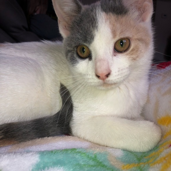 Profile Picture of Maya Alsaady (@heyimmaya) on Poshmark