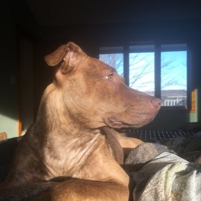 Profile Picture of Daniel Shumway (@ShumwayDg) on Twitter