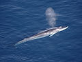 Profile Picture of Fin whale - Wikipediaon Wikipedia