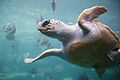 Profile Picture of Loggerhead sea turtleon Wikipedia