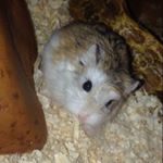 Profile Picture of • Tom • Jerry • Winter • (@tiny_hamster_world) on Instagram