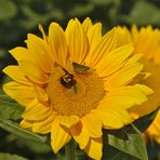 Profile Picture of Wenny Zhang (@Wenny-Zhang) on Facebook