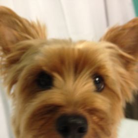 Victoria Sueno - Pinterest Profile Picture of Victoria Sueno (@victoriashilife) on Pinterest