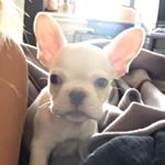 Profile Picture of StevenFrench (@stevenfrench13) on Instagram