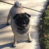 Profile Picture of Robert Aiello-Hauser (@aiellorobt) on Pinterest