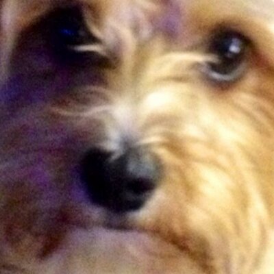 Profile Picture of Scott Quigley (@scottyquigley) on Twitter