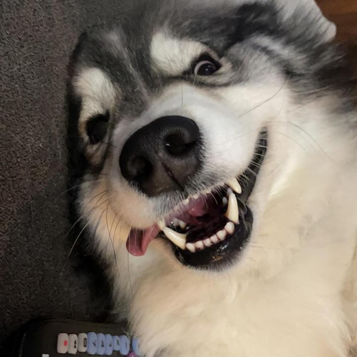 Profile Picture of Sebastian Brown956 (@seb_brown98) on Tiktok