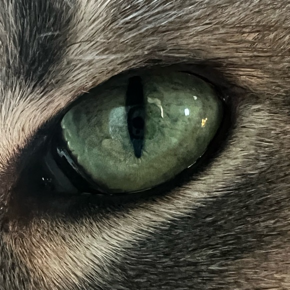 Profile Picture of Ember Rustand (@ember_r779) on Poshmark