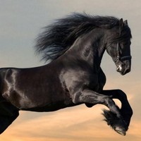 Profile Picture of Adel Saeed (@adel-saeed-3) on Quora