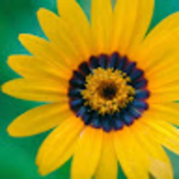 Profile Picture of Christine Hellmann (@chellmann45) on Poshmark