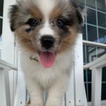 Profile Picture of Charles The Aussie (@theshepherdcharles) on Instagram