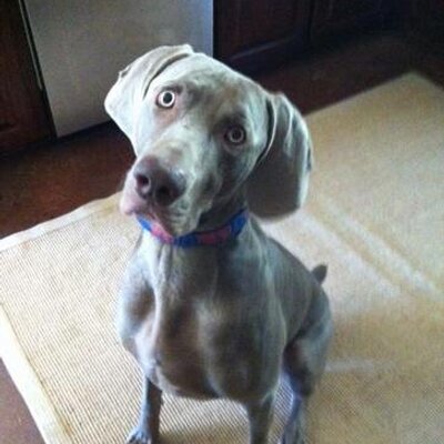 Profile Picture of Daniel Snowden (@Daniel__Snowden) on Twitter