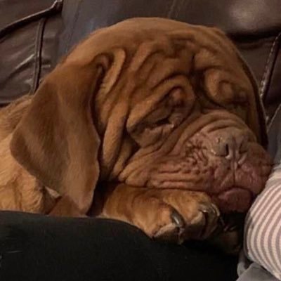 Profile Picture of Danny Fields (@DFieldss_) on Twitter