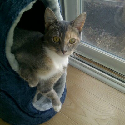 Profile Picture of Ray Lafrance (@1213tera) on Twitter