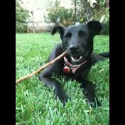 Profile Picture of Shannon Wolfe (@MoxieMcDoggus) on Youtube