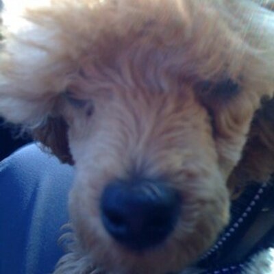 Profile Picture of Rita Rasmussen (@Balder_hund) on Twitter