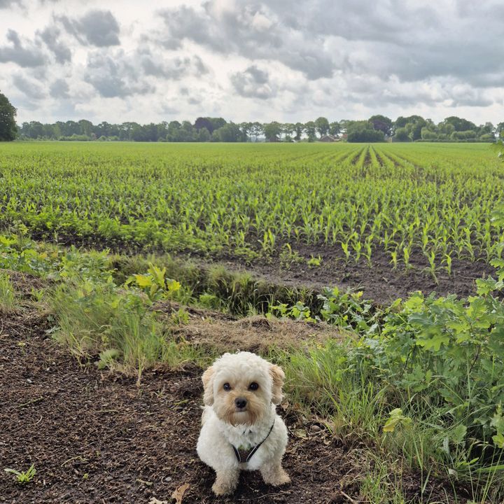 Profile Picture of PeterDV (@peterdevries1977) on Tiktok