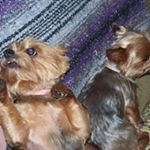 Profile Picture of Kate Blackmer Pitcher (@blackmerpitcher) on Instagram