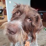 Profile Picture of Fry Vasudevamurthy Johnson (@fry_the_griff) on Instagram