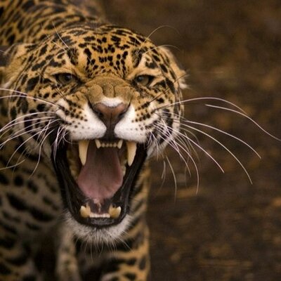 Profile Picture of Mark Liles (@MarkLiles2) on Twitter