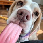 Profile Picture of Wiley & Siblings 🐾 (@wiley.the.beagle) on Instagram