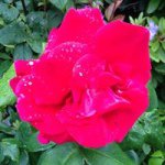 Profile Picture of Anne-Mette Negaard (@annemettenegaard) on Instagram