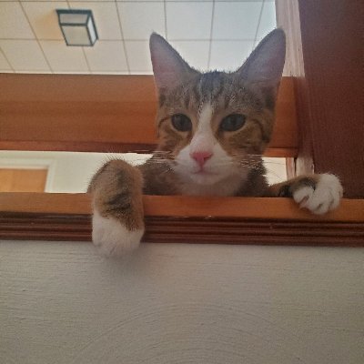 Profile Picture of Brad Mavrodis (@BradMavrodis) on Twitter