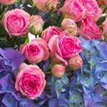 Francoise Rocher - Instagram Profile Picture of Francoise Rocher (@francoiserocher51) on Instagram