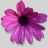 Profile Picture of Erika Szymanski (@szymel01) on Pinterest