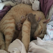 Profile Picture of Sangwan (@Sangwan-u6s) on Youtube