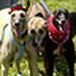 Profile Picture of Joanne Clark (@rjdag) on Flickr