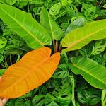 Profile Picture of ROYAL PLANT TISSUE CULTURE LAB (@royal_tissue_culture) on Instagram