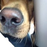 Profile Picture of Sandy Fielding-Pettigrew (@sandyfpettigrew) on Instagram