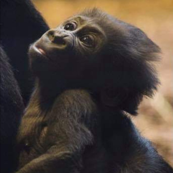 Profile Picture of Kenneth Lambert (@raquelismym1990) on Poshmark