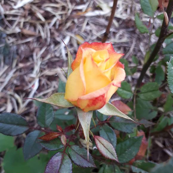 Profile Picture of Dixie Beardmore (@dixiebeardmore) on Poshmark